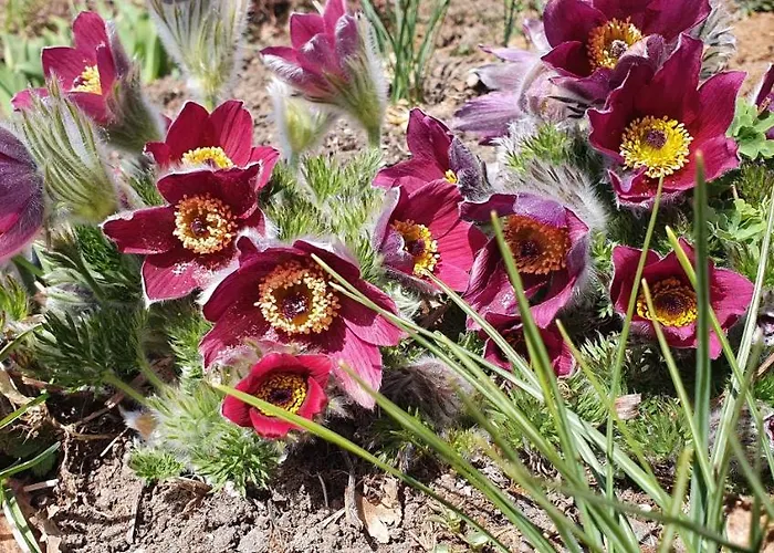 Appartement Onskedrommen Brandbu